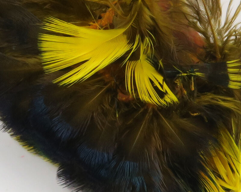 Ringneck Neck Patch
