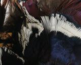 Ringneck Neck Patch