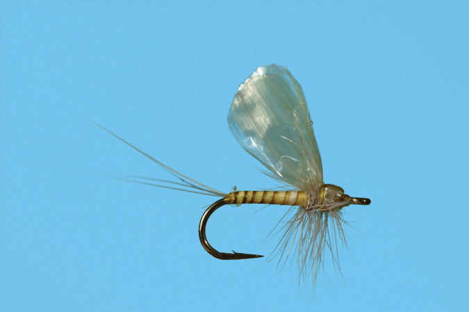 Hackle Dun PMD