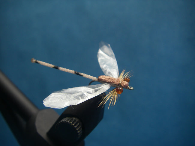 Tan Zing Wing Damsel