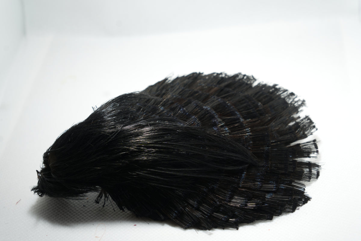 Golden Pheasant Complete Head