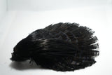 Golden Pheasant Complete Head