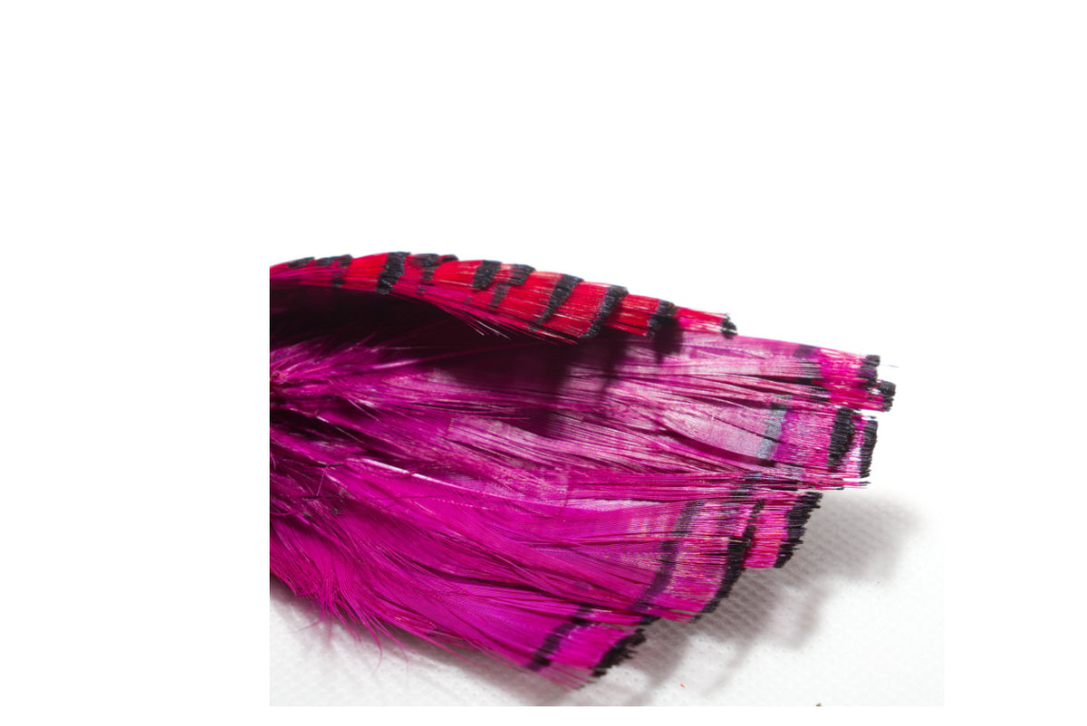 Golden Pheasant Complete Head