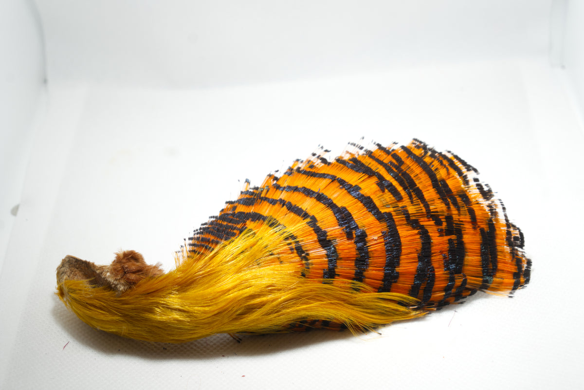 Golden Pheasant Complete Head