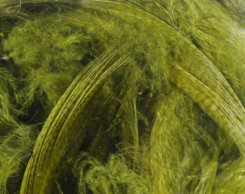 Hareline Mallard Flank