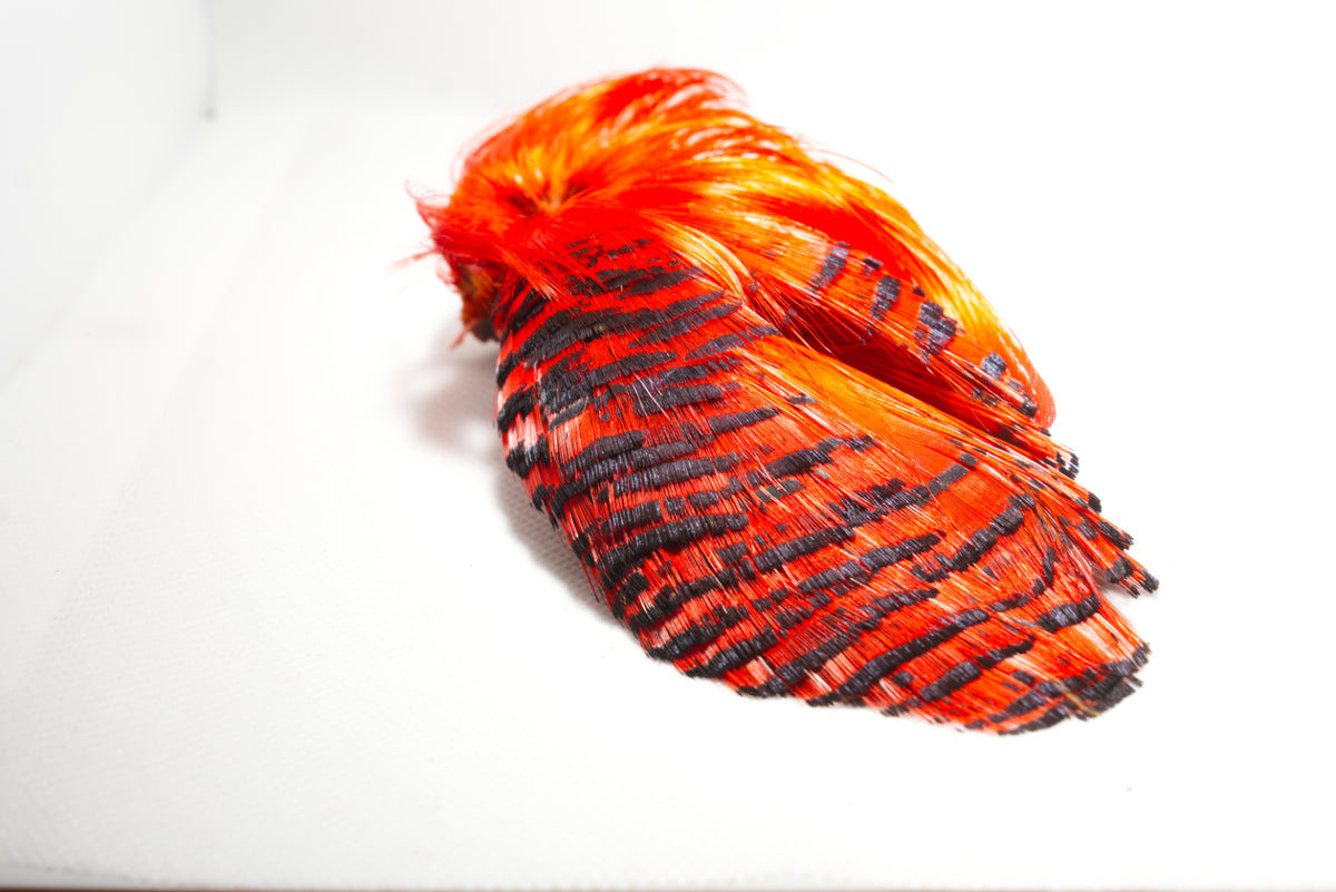 Golden Pheasant Complete Head