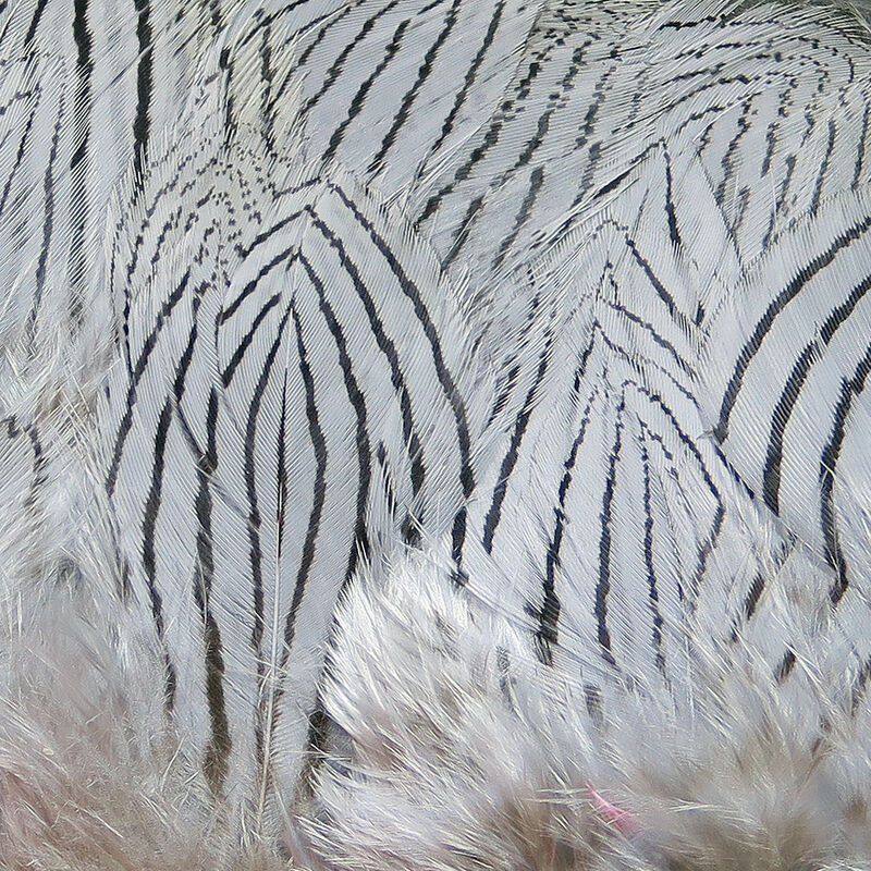 Silver Pheasant Feathers