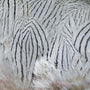 Silver Pheasant Feathers