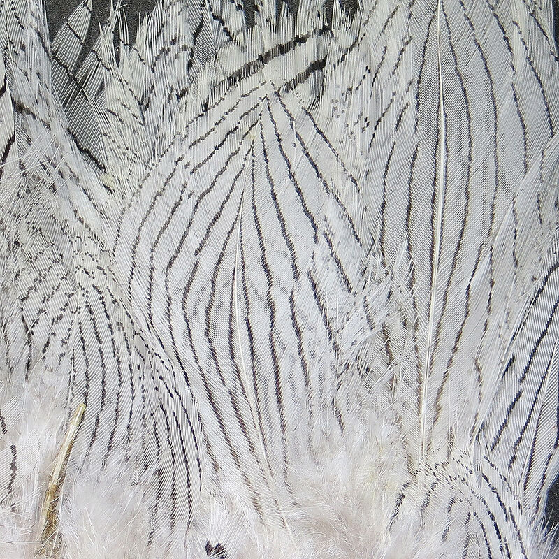 Silver Pheasant Feathers