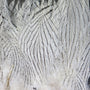 Silver Pheasant Feathers