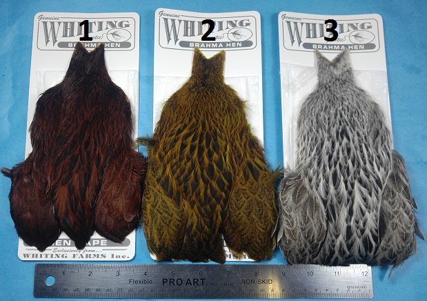 Whiting Brahma Hen - Cape - Click Image to Close
