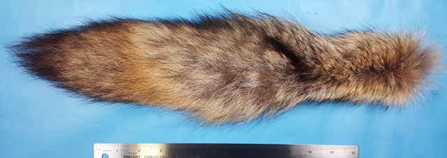 Coyote Tail - Click Image to Close