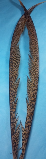 Golden Pheasant Center Tail Pairs - Click Image to Close
