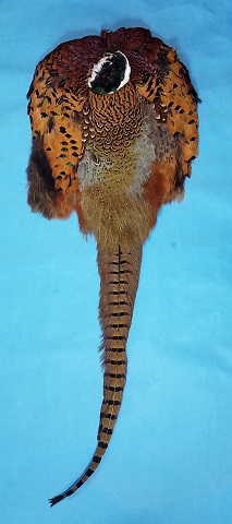 Ringneck Pheasant Complete Skin - Click Image to Close
