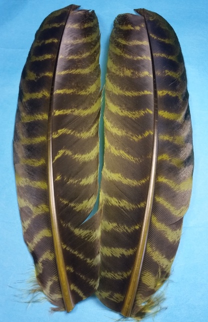 Dyed Turkey Quills - Click Image to Close